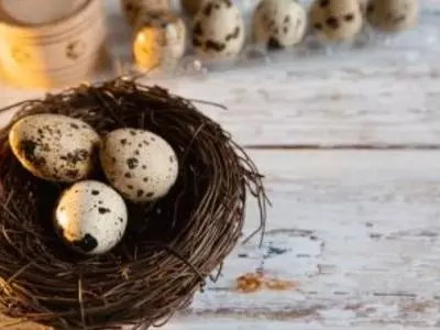 Quail Eggs in a Nest