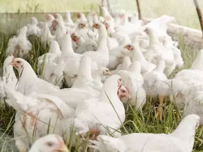 white chickens in a group