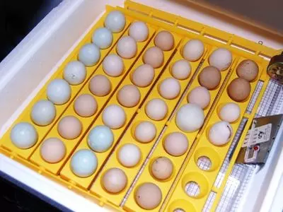 how to make a duck egg incubator