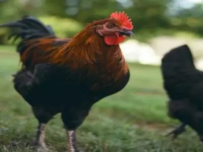 can chickens eat bananas for treats?
