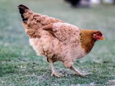 Brown chicken standing in the grass