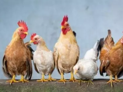 Five different breed chickens in a line