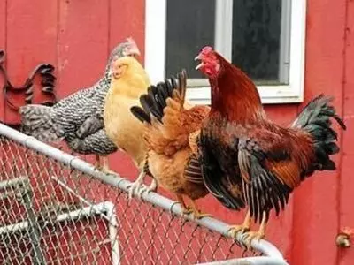 Can chickens fly over fences?