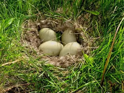 eggs in a nest