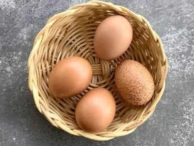 Everything you need to know about chicken eggs