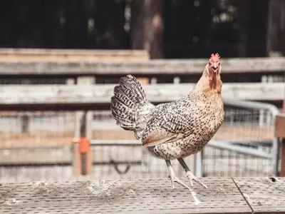 chicken hovering or flying