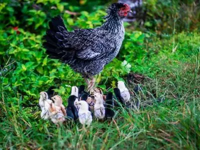 chicken with chicks in grass