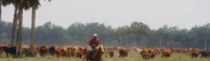 Biggest cattle farm: Deseret Ranches, Florida