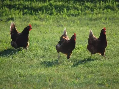 three chickens running