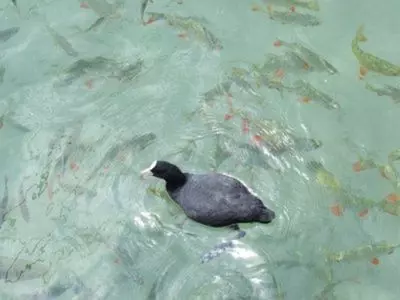 One duck in clear water
