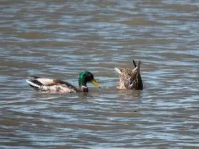 duck diving for fish