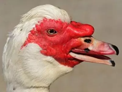 Close up of a duck face