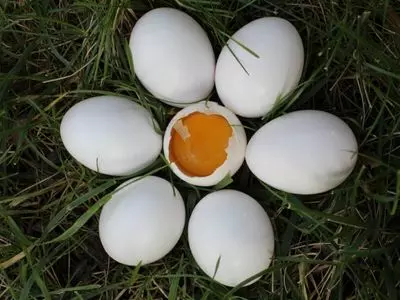 group of eggs