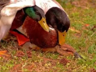 ducks mating