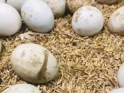 eggs in a nest