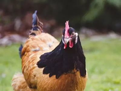chicken with brown and black coloring