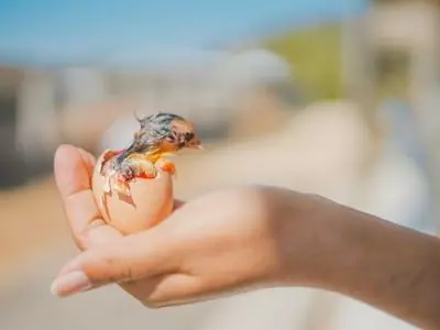 baby chick in an egg