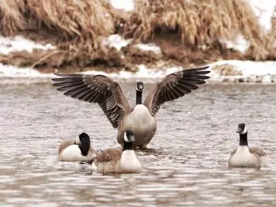 four geese in water