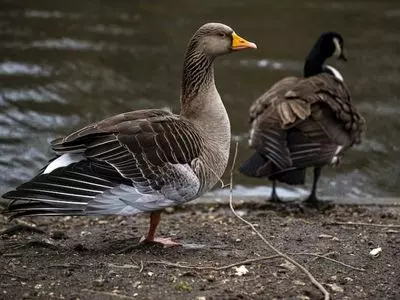 geese by the water