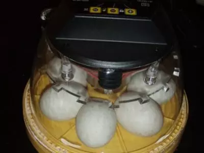 How do you incubate a duck egg at home?