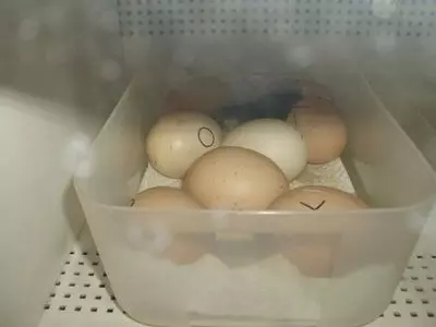 eggs in homemade incubator