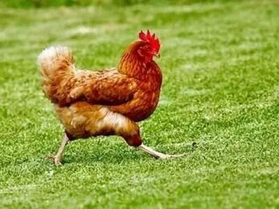 Chicken running through the grass