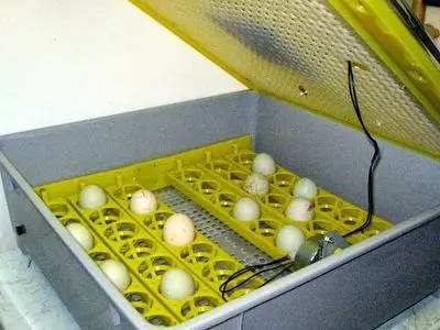 How-Long-Does-A-Duck-Egg-Take-To-Hatch-In-An-Incubator