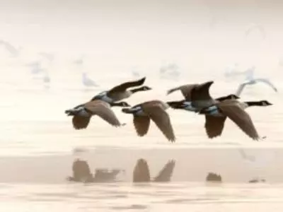 geese flying over water