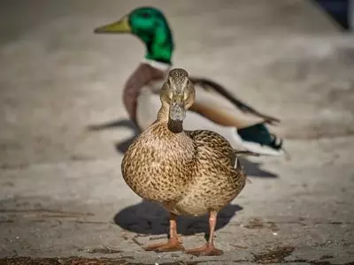 Two ducks standing together