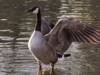 goose with wings spread
