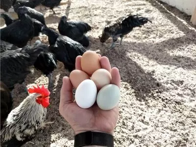 eggs in hand with chickens in back