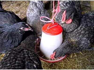 chickens eating out of their feeder