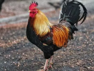 chicken rooster