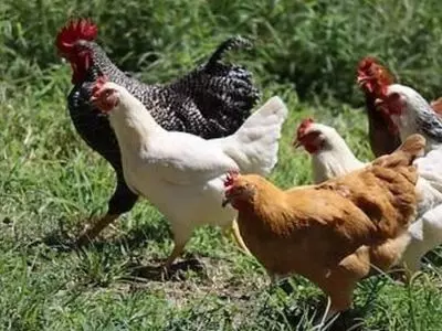 different chicken breeds together outside