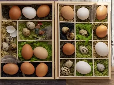 How do you hatch a chicken egg without an incubator?