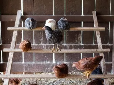 chickens perched