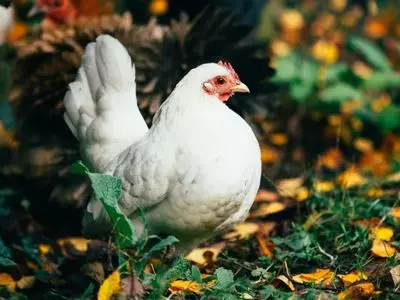 white chicken