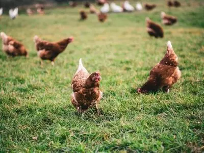 chickens in a field