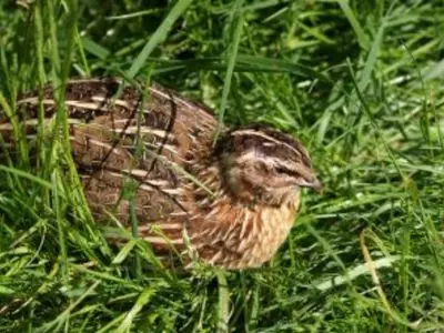 Japanese Quail in the grass