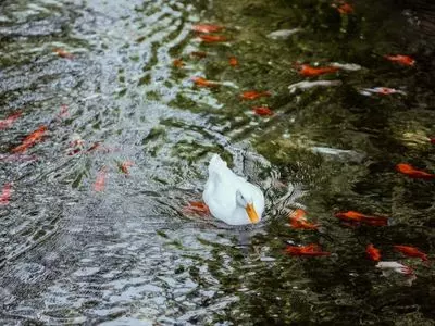 duck in water