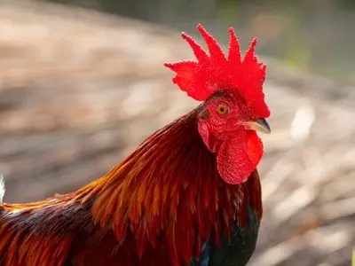 rooster 