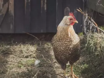 chicken standing in field