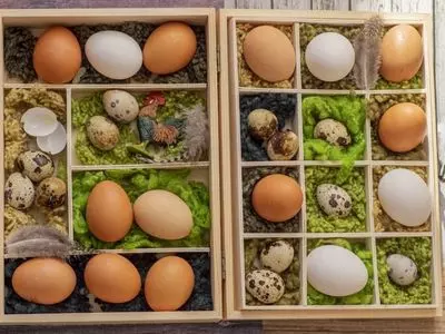 chicken egg vs quail egg