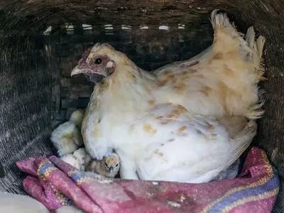 chicken sitting with chicks 