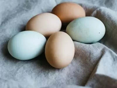 multicolor eggs