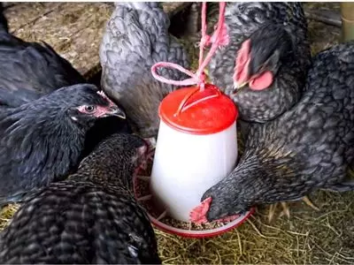 chickens in a chicken coop