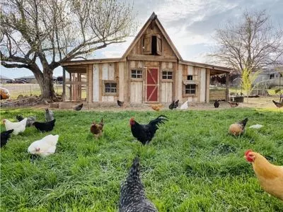 chickens on farm with a barn in the background