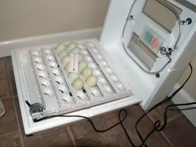 egg incubator