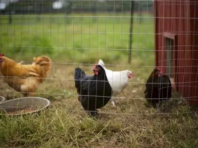 What Temperature Is TOO HOT For Chickens