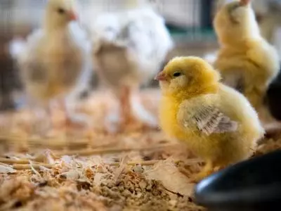 Many baby chicks in a group
